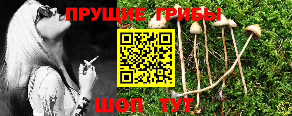 Псилоцибиновые грибы прущие грибы Кудрово